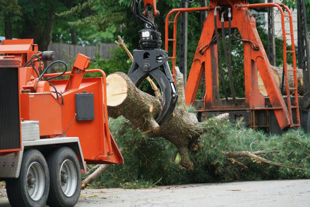 Best Tree Disease Treatment  in Dellwood, MN