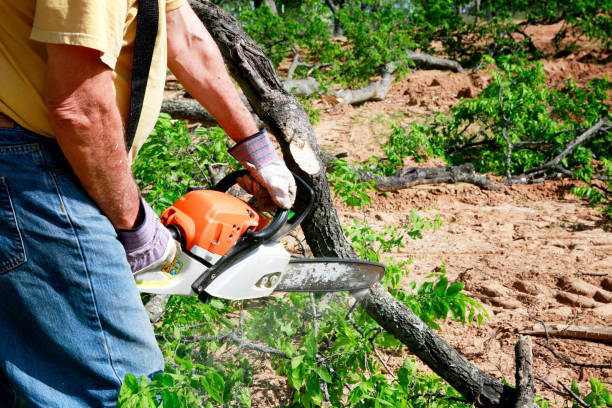 Best Tree Risk Assessment  in Dellwood, MN